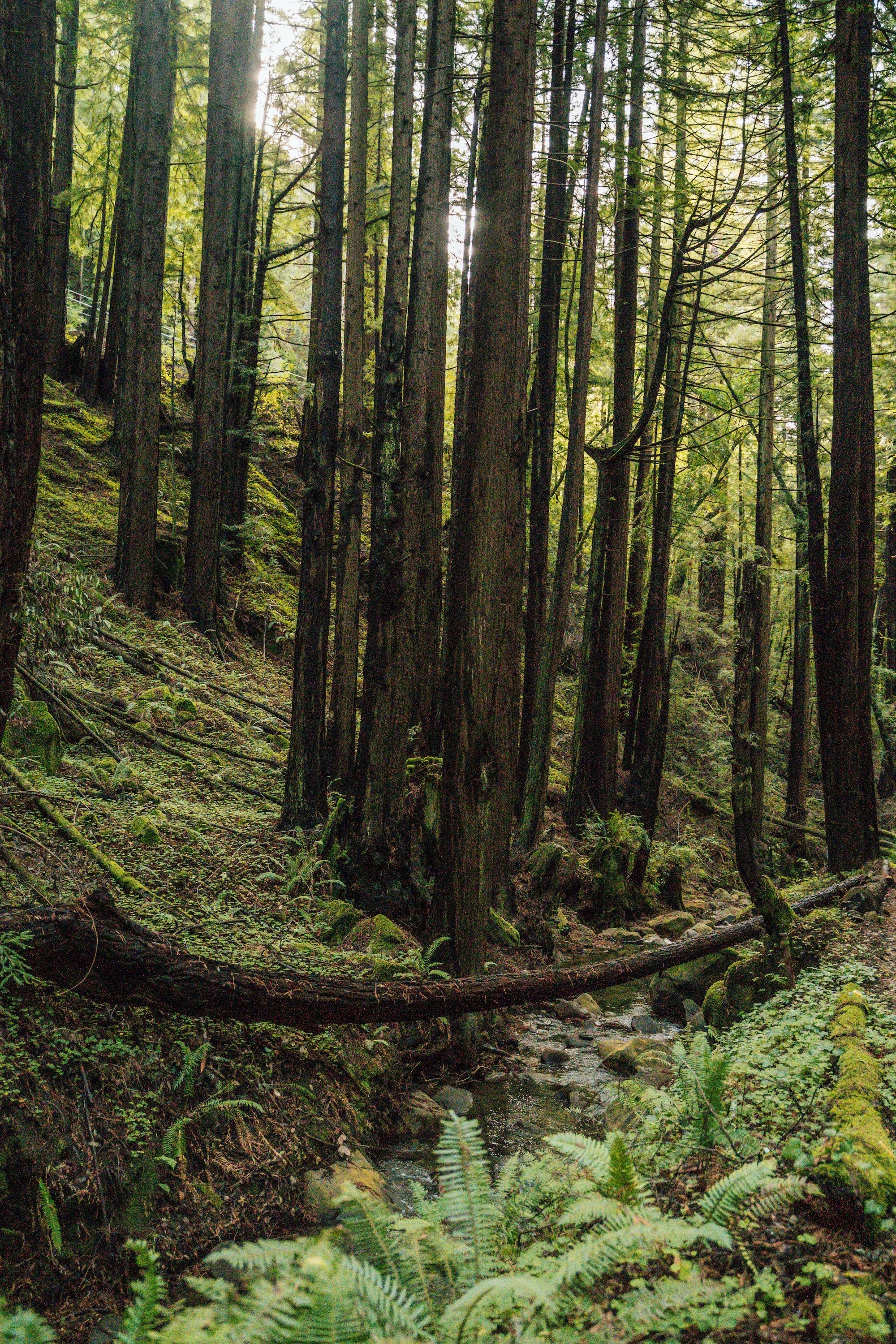 Escape the City: Discover the Peaceful Charm of Tanari Earth Airbnb